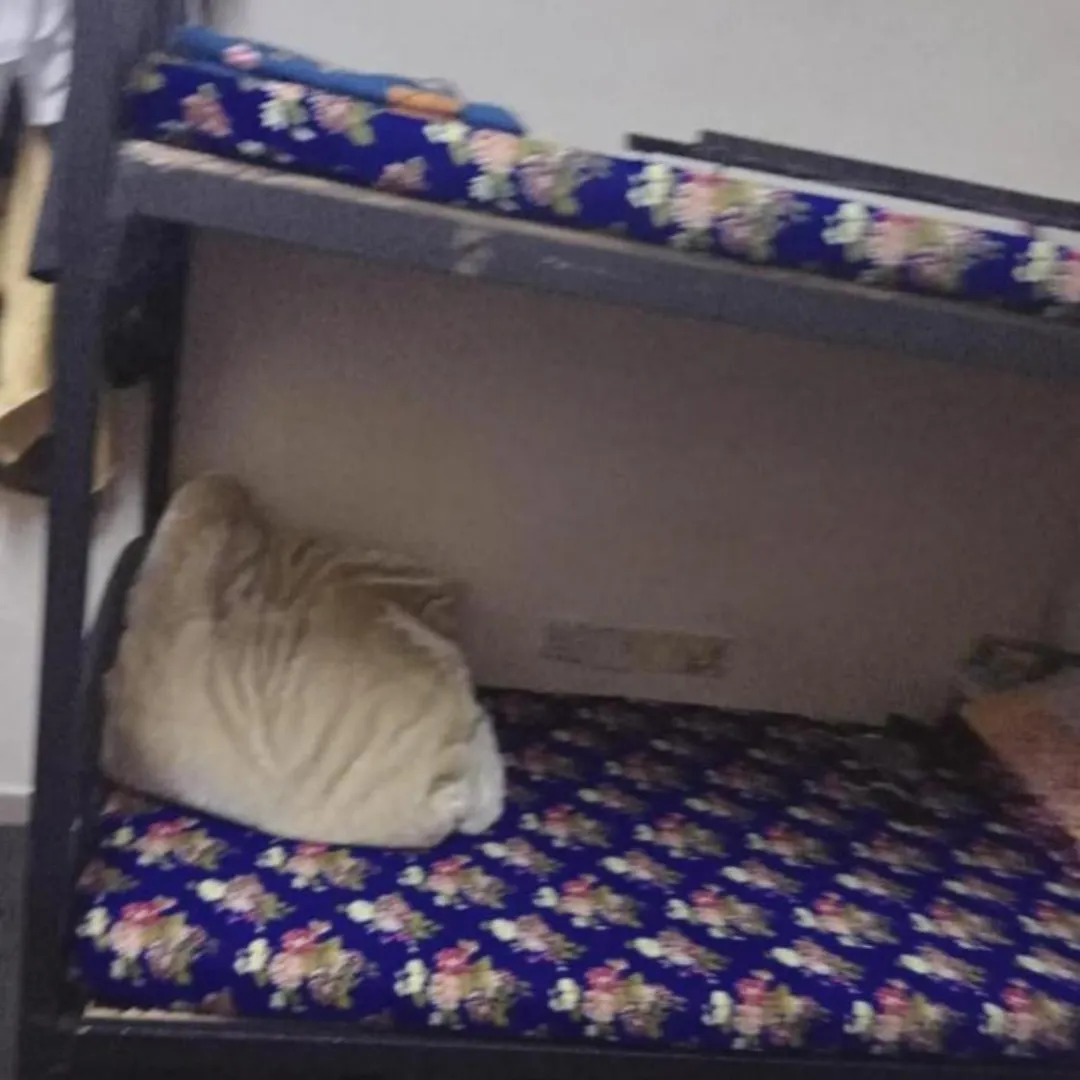 Dormitory For Female And Girls Only Sharjah 0*,  United Arab Emirates